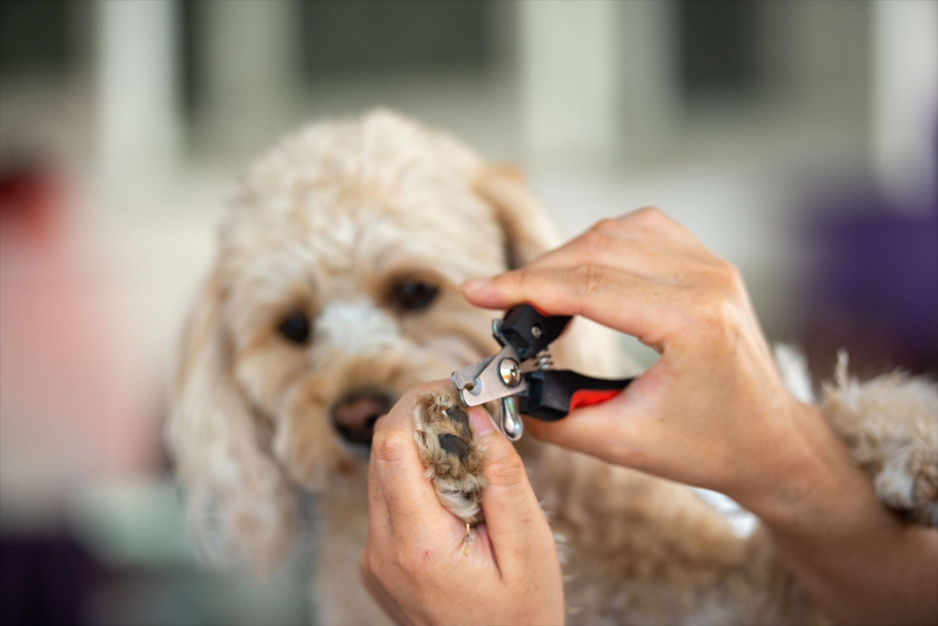 茨木のトリミング･Dog Beauty greenのお客様の声